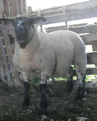 Pecora, agnella Suffolk X incrocio texel