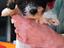 Immagine 4