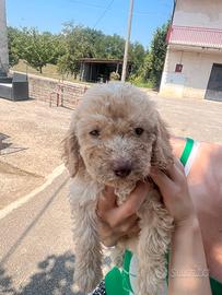 Cucciola di Lagotto