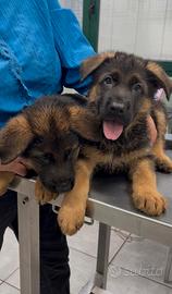 2 maschi e 1 femmina: cuccioli di Pastore Tedesco