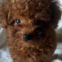 Barboncino mini da borsetta di 2 e 3 mesi