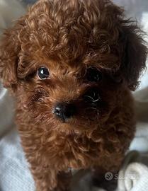 Barboncino mini da borsetta di 2 e 3 mesi