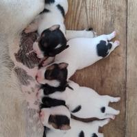 Cuccioli Jack Russell