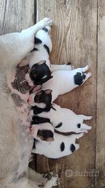 Cuccioli Jack Russell