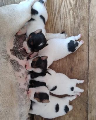 Cuccioli Jack Russell