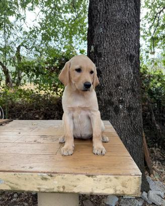 Cuccioli Labrador
