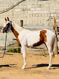 Cavallo Paint Horses