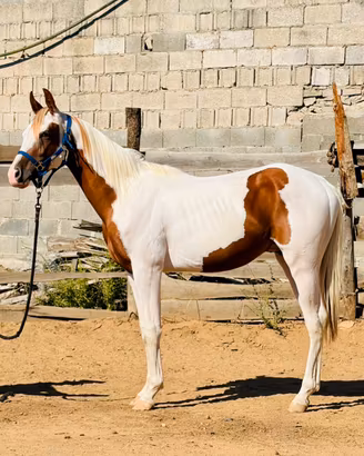 Cavallo Paint Horses