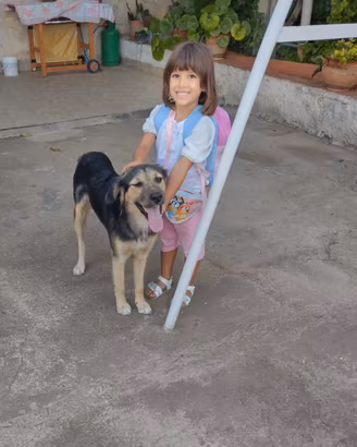 Splendido Simil Pastore di 9 mesi (Catania)