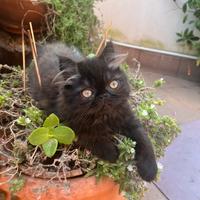 Gatti persiani