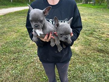 Cuccioli Bouledogue Francese