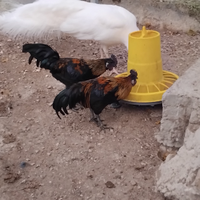 Gallo incrocio cemano- phoenix