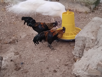 Gallo incrocio cemano- phoenix