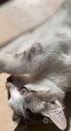 Gattina