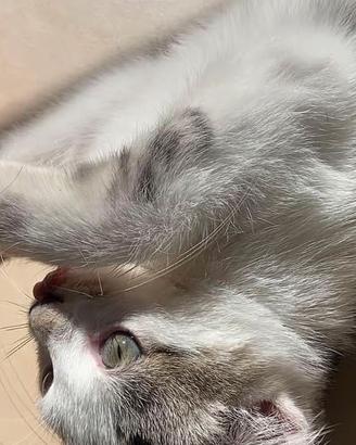Gattina