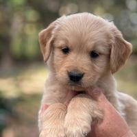 Golden Retriever Cuccioli