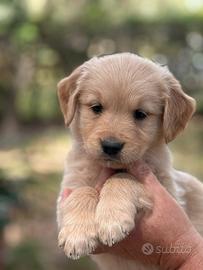 Golden Retriever Cuccioli