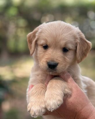 Golden Retriever Cuccioli