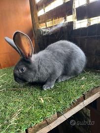 Coniglio maschio