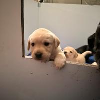 Labrador cuccioli