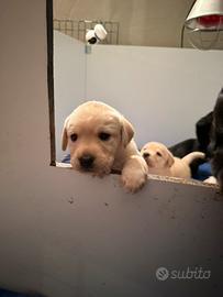 Labrador cuccioli