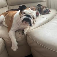 Bulldog Inglese F per monta accoppiamento urgent