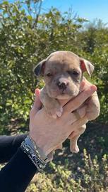 American bully