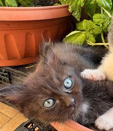 Gattina nata in casa molto affettuosa  