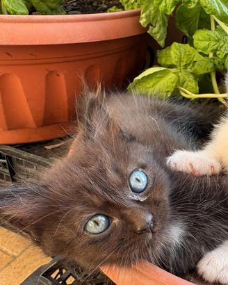 Gattina nata in casa molto affettuosa  