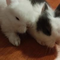 Coniglietto nano d'ancora