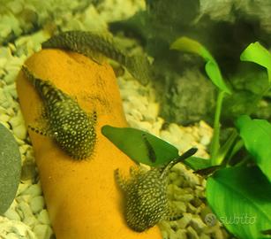 Pesci acquario