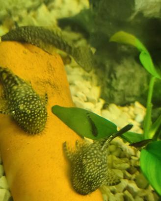 Pesci acquario