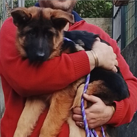 Il pastore tedesco enci