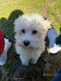 Maltese