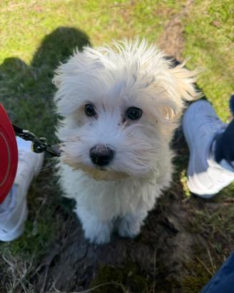 Maltese