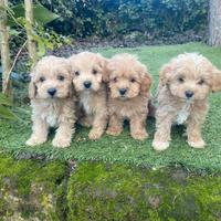 Maltipoo cuccioli