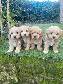 Maltipoo cuccioli