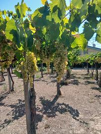 uva da vino DOC