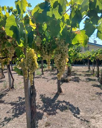 uva da vino DOC
