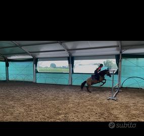 Pony da salto
