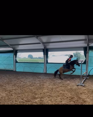 Pony da salto