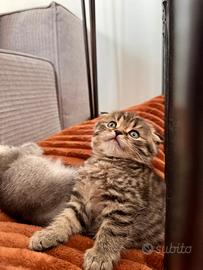 Cuccioli Scottish Fold e Scottish Straight