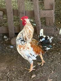 Gallo nano ornamentale