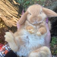 Conigli nani arieti minilop