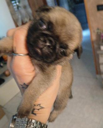 Cuccioli di Carlino