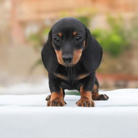 Bassotto kaninchen nero focato