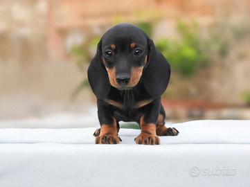 Bassotto kaninchen nero focato