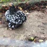 Gallina concincina nana adulta