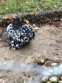 Gallina concincina nana adulta