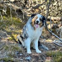 Cuccioli Australian Shepherd (Aussie)